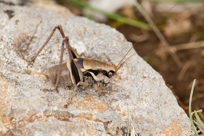 Pholidoptera dalmatica