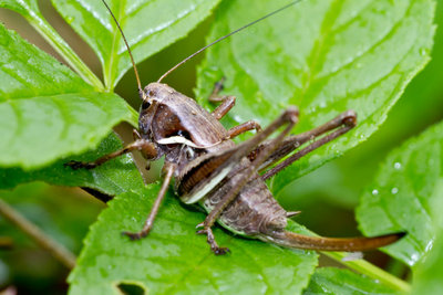 21.05.2011 - Während Pholidoptera aptera im letzten Larvenstadium schon ein ordentliches Brummerchen ist, sind die Larven von Pholidoptera griseoaptera noch relativ klein.