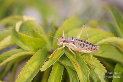 Ephippiger discoidalis - Auf der Insel Cres bereits ausgewachsen und mit grossen Individuen vertreten.