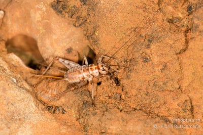 Stumme Grille (Gryllomorpha dalmatina)