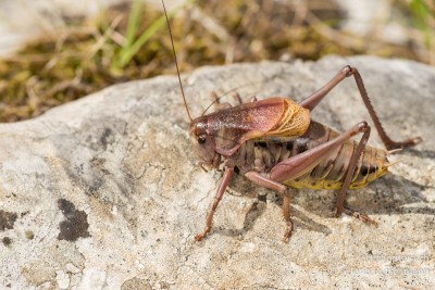 Balkan-Bergschrecke (Psorodonotus fieberi illyricus)