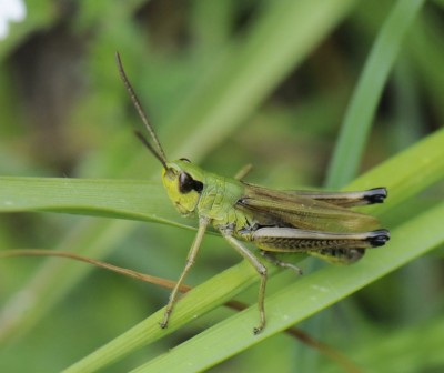 Chorthippus_para_mont_male_5591.JPG