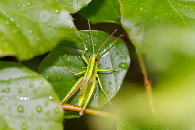 21.05.2011 - Euthystira brachyptera nach einem Regenschauer