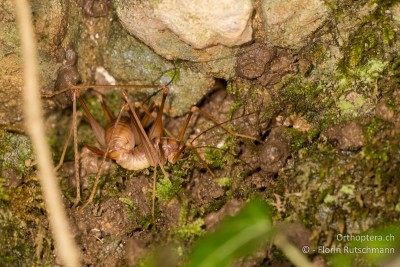 Kopula von Dolichopoda geniculata ausserhalb der Grotte