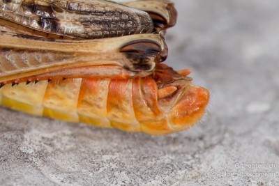 Hinterleibsende einer Kurzfühlerschreck ♂<br />Die Subgenitalplatte bildet eine abgerundete Kappe mit einem kleinen Höcker oben. Darunter sind die Männlichen Genitalien.