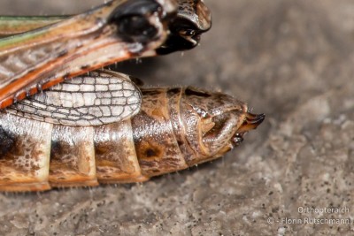 Hinterleibsende einer Kurzfühlerschrecke ♀<br />Die Spitzen der Legeröhrenklappen sind bei diesem Individuum sichtbar. Zudem sind dort, wo beim Männchen die Subgenitalplatte aus einem Stück besteht, mehrere Körperplatten erkennbar.