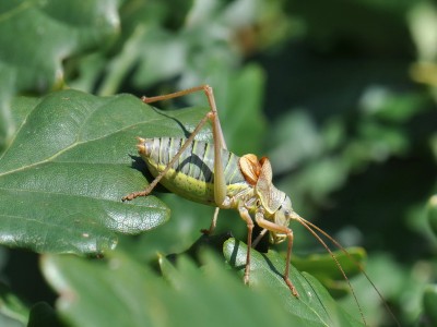 Ephippiger diurnus_b 2014-09-02 13-21-04 - DSC_0004.JPG