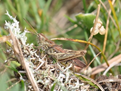 Chorthippus mollis mollis_b 2014-09-02 14-16-13 - DSC_0009.JPG