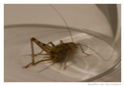Gryllomopha dalmatina