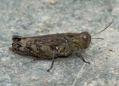 Castel San Pietro (TI). Ist das Calliptamus siciliae? Wie kann ich diese Art von Calliptamus italicus unterscheiden? Ist die Flügellänge ein sicheres Merkmal?