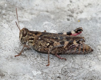 Tüscherz-Alfermée (BE): Aufgrund des Fundortes müsste das Calliptamus barbarus sein. Aber wie kann ich diese Art von Calliptamus italicus unterscheiden?