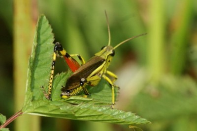 Stetophyma grossum Sumpfschrecke_Bildgröße ändern_Bildgröße ändern.JPG