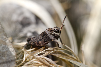 23.05.2011 - Rotflüglige Schnarrschrecke (Psophus stridulus)