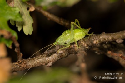 Schildförmige Eichenschrecke (Cyrtaspis scutata)