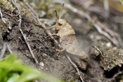 23.05.2011 - Rotflüglige Schnarrschrecke (Psophus stridulus)