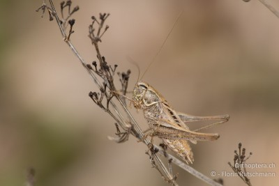 Tessellana tessellata