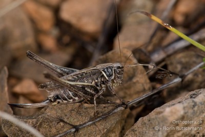 Platycleis stricta