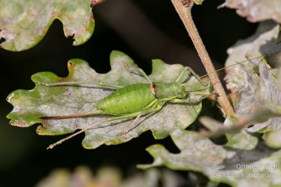 Ephippiger perforatus