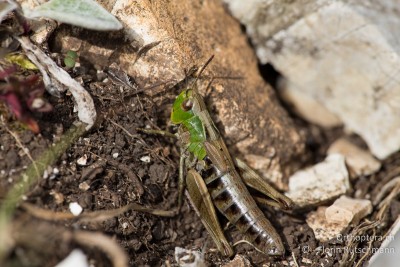 Stenobothrus apenninus