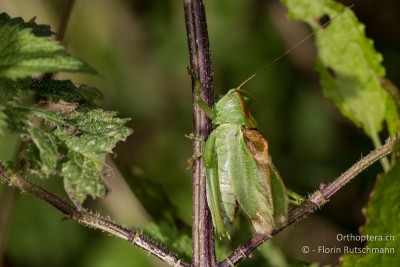 Tettigonia cantans beim Singen