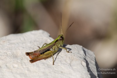 Chorthippus dorsatus