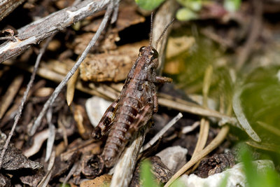 23.05.2011 - Gewöhnliche Gebirgsschrecke (Podisma pedestris)