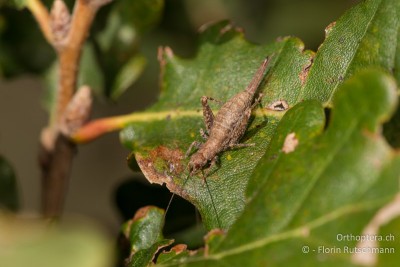 Arachnocephalus vestitus Weibchen