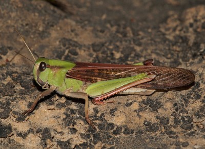 Locusta migratoria