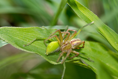 23.05.2011 - Paarung der Grünen Huschspinne (Micrommata virescens)