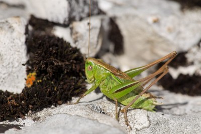 Bicolorana bicolor Männchen