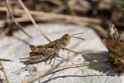 Omocestus petraeus Männchen beim umwerben eines Weibchens