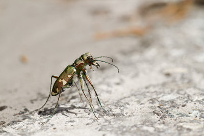 24.05.2011 - Berg-Sandlaufkäfer (Cicindela sylvicola), dem ist die Teerfläche wohl auch ein bisschen heiss!