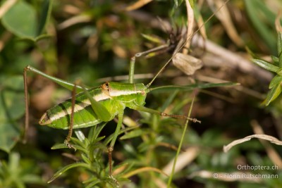 Poecilimon superbus