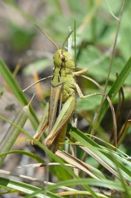 Chorthippus_biguttulus_8230.JPG