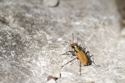 23.05.2011 - Aber hallo! Habe ich mich da etwa verguckt? Der ist mir zum ersten Mal vor die Linse gerannt und ich habe es erst zu Hause gemerkt;-)