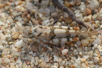 4 b) 13.10.2014, Sphingonotus caerulans ?