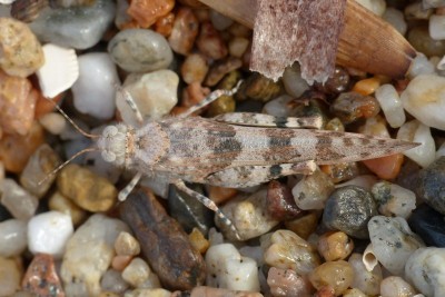 3 b) 13.10.2014, Sphingonotus caerulans ?