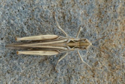 06_10_2014_Chorthippus_brunneus.jpg