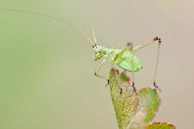 04.06.2011 - Schaffhausen, Merishausen<br />Phaneroptera falcata-Larve