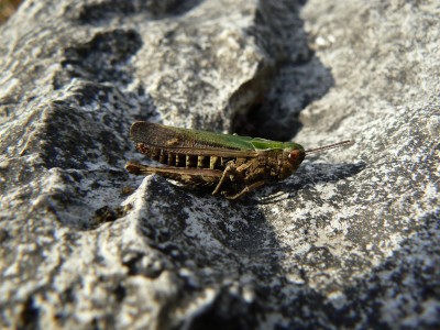 Omocestus rufipes w, von Hand auf dem Fels plaziert