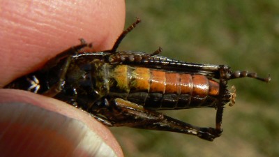 Omocestus rufipes w, von unten mit buntem Bauch und weissen Tastern