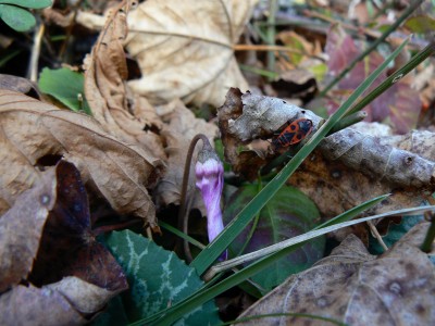 Cyclamen purpurascens frisch erblüht, die Feuerwanze freut's