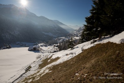 Schneefreier Südhang im Grossen Walsertal (01.01.2015)