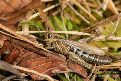 Chorthippus biguttulus Weibchen (01.01.2015)