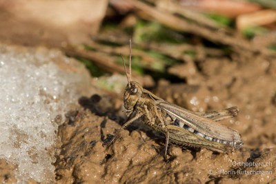 Chorthippus biguttulus Weibchen mit Schnee und Matsch (01.01.2015)