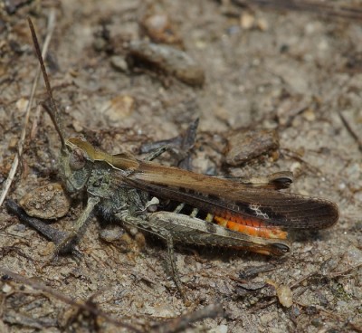 1) Hier bin ich mir noch ziemlich sicher: dies müsste Chorthippus brunneus sein, aufgrund der Flügellänge.