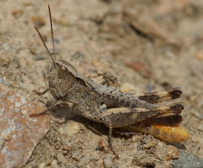 6) gleich wie 2? Chorthippus vagans?