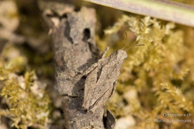 Tetrix tenuicornis