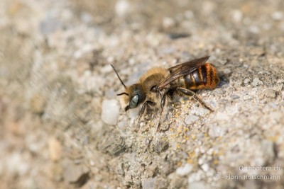 Hübsche Osmia-Art