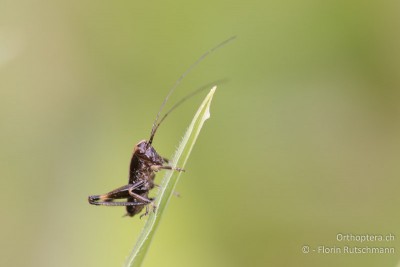 Pholidoptera griseoaptera-Larve im 1. Stadium